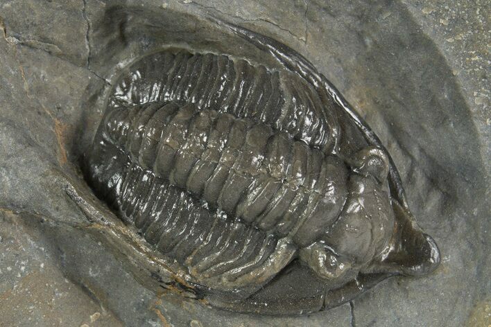 Diademaproetus Trilobite - Ofaten, Morocco #341334